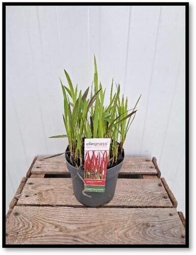 Imperata Cylindrica Red Baron (Siergras) - afbeelding 1