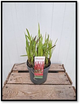 Imperata Cylindrica Red Baron (Siergras) - afbeelding 1
