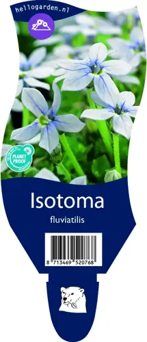 Isotoma fluviatilis