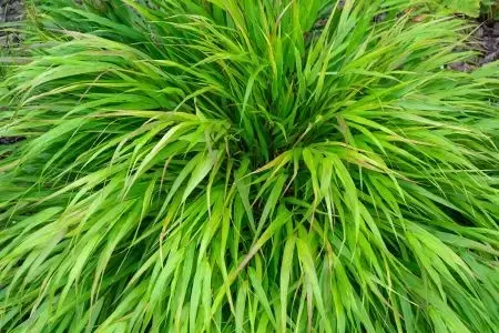 Hakonechloa macra