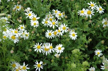 Kalimeris i. Alba