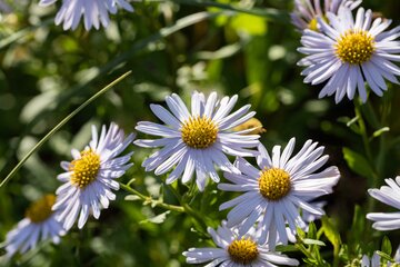 Kalimeris i. Blue Star