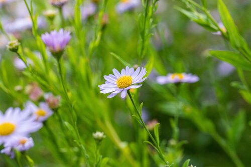 Kalimeris incisa 'Blue Star' 