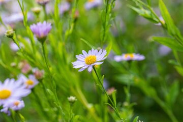 Kalimeris incisa 'Blue Star' 