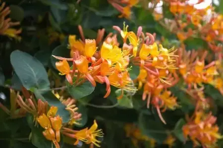 Lonicera tellmanniana