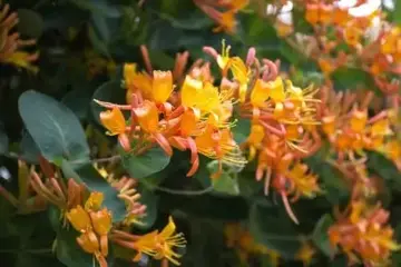 Lonicera tellmanniana