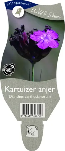 Kartuizer anjer