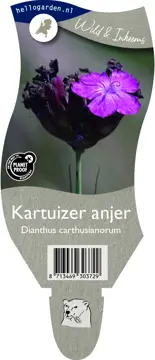 Kartuizer anjer