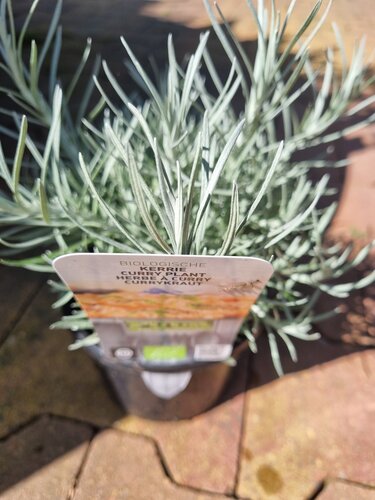 Kerrieplant Biologisch - afbeelding 1