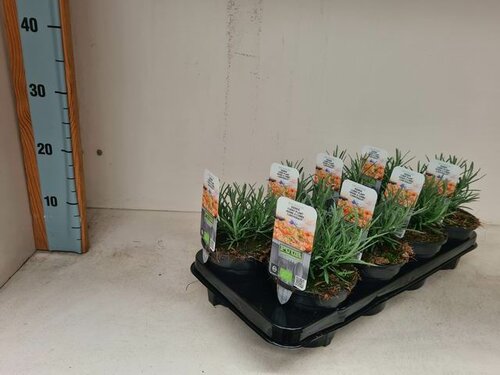 Kerrieplant Biologisch - afbeelding 2