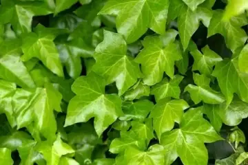 Hedera helix