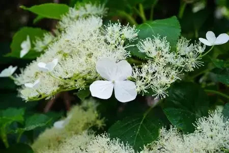 Hydrangea anomala petiolaris