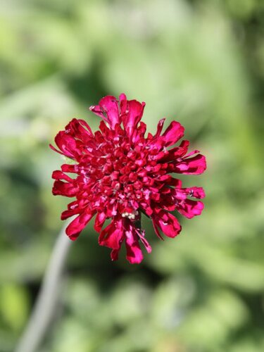 Knautia m. 'Mars Midget'