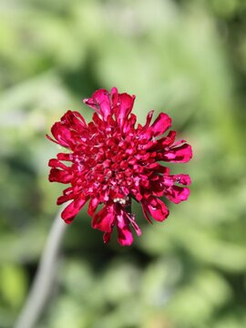 Knautia m. 'Mars Midget'