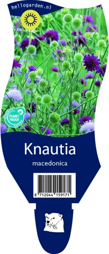 Knautia macedonica