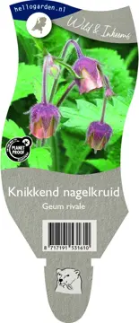 Knikkend nagelkruid