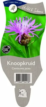 Knoopkruid