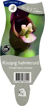 Knopig helmkruid