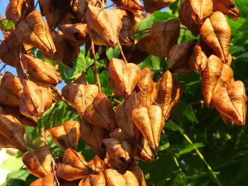 Koelreuteria paniculata Chinese vernisboom - afbeelding 1