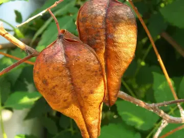 Koelreuteria paniculata Chinese vernisboom - afbeelding 2