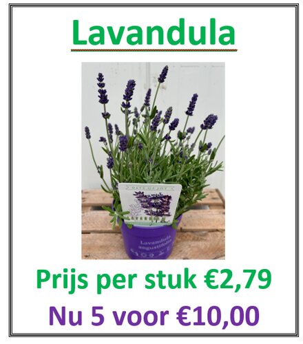 Lavandula ang. Ardeche Blue - afbeelding 2