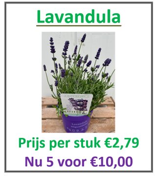 Lavandula ang. Ardeche Blue - afbeelding 2