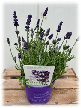 Lavandula ang. Ardeche Blue - afbeelding 1