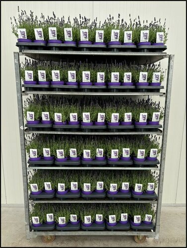 Lavandula ang. Ardeche Blue - afbeelding 3