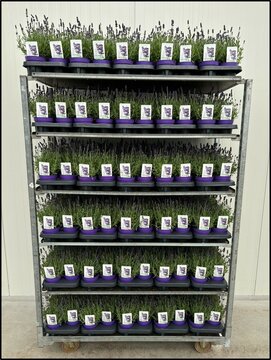 Lavandula ang. Ardeche Blue - afbeelding 3
