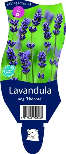 Lavandula ang. 'Hidcote'