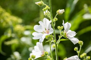 Lavatera Barnsley Baby