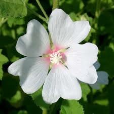 Lavatera 'Frederiqeu'
