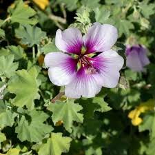 Lavatera 'Maritima'