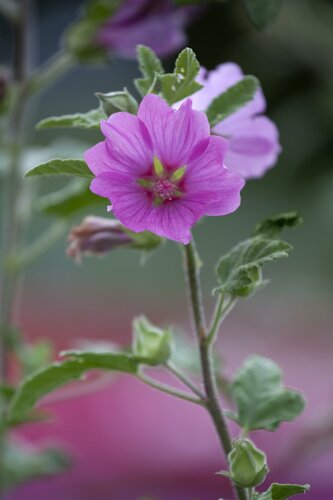 Lavatera 'Rosea'