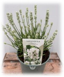 Lavendel Hidcote & Wit - afbeelding 3