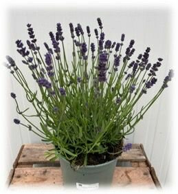 Lavendel Hidcote & Wit - afbeelding 2