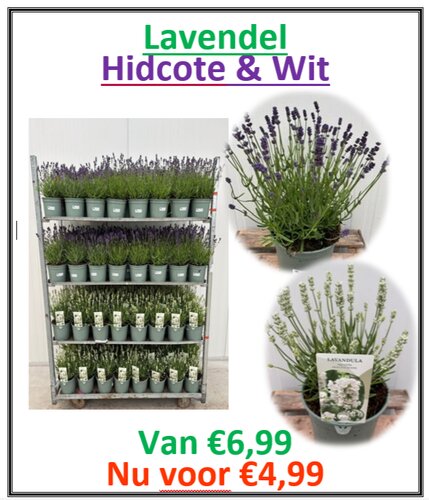 Lavendel Hidcote & Wit - afbeelding 1