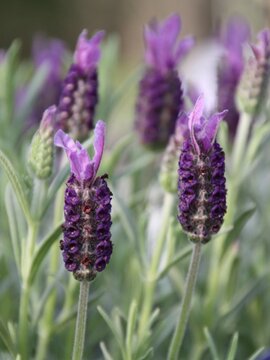 Lavendel Stoechas Anouk (Kuiflavendel) - afbeelding 2
