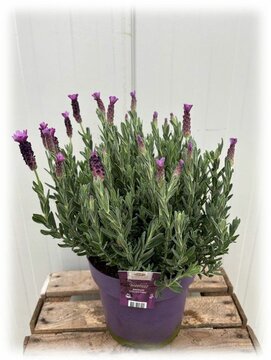 Lavendel Stoechas Anouk (Kuiflavendel) - afbeelding 1