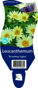 Leucanthemum 'Broadway Lights'