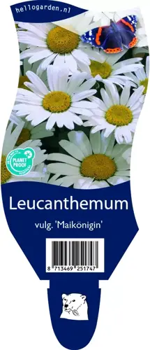 Leucanthemum vulg. 'Maikönigin'