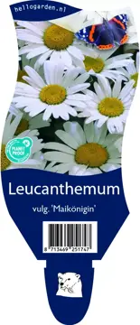 Leucanthemum vulg. 'Maikönigin'