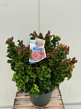 Leucothoe axillaris 'Curly Red'