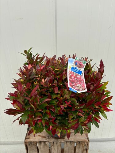 Leucothoe axillaris 'Zeblid' - afbeelding 1