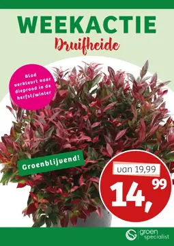 Leucothoe 'Zeblid' - afbeelding 1