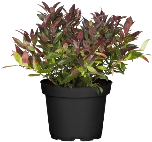 Leucothoe 'Zeblid' - afbeelding 2