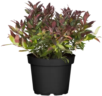 Leucothoe 'Zeblid' - afbeelding 2