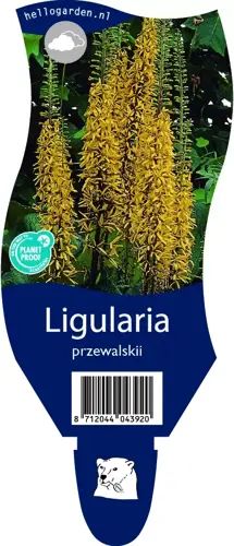 Ligularia przewalskii