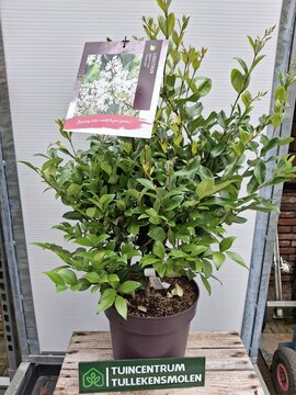 Ligustrum japonicum 'Texanum' - afbeelding 1