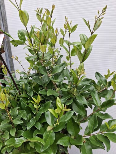 Ligustrum japonicum 'Texanum' - afbeelding 2